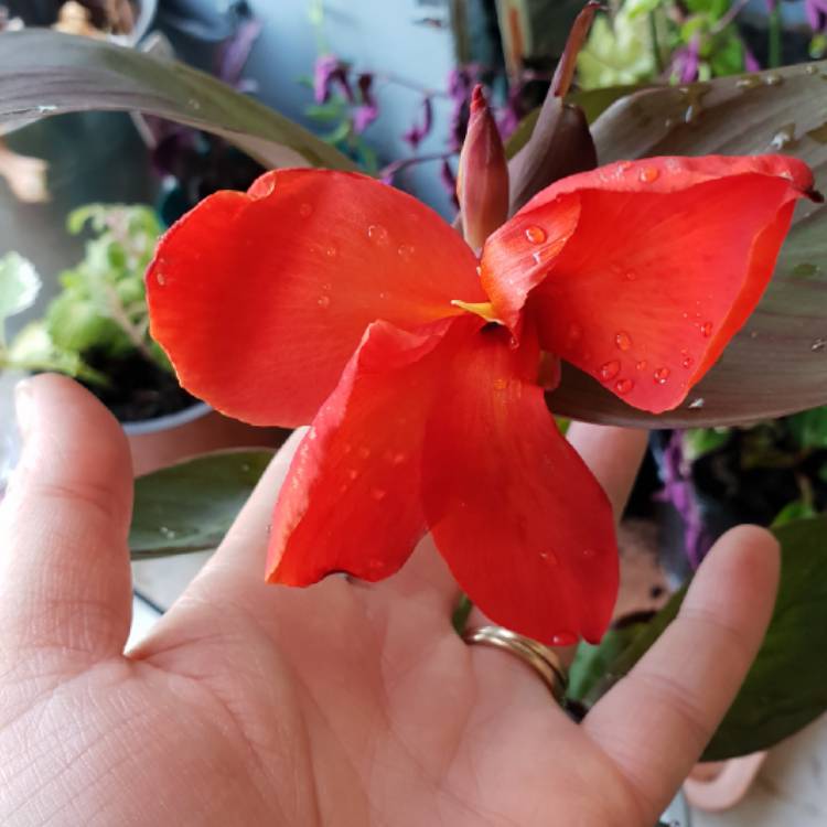 plant image 900545