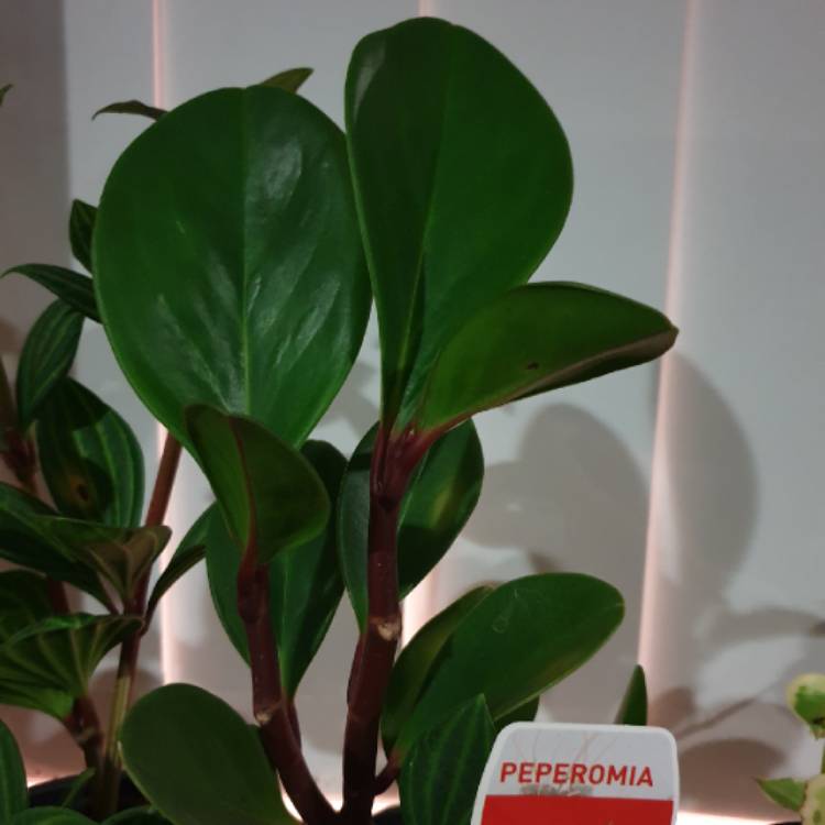 plant image 956249