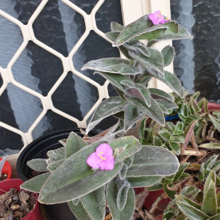 plant image 994515