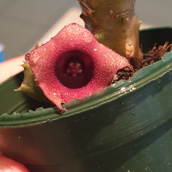 Plant image Huernia Schneideriana