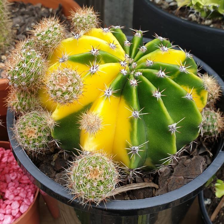 plant image 998621