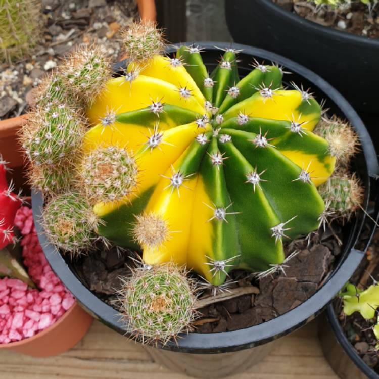 Plant image Echinopsis  syn. Lobiviopsis