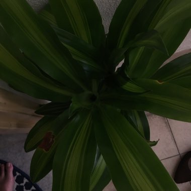 Happy Plant