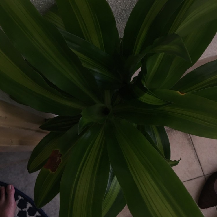 plant image 854781