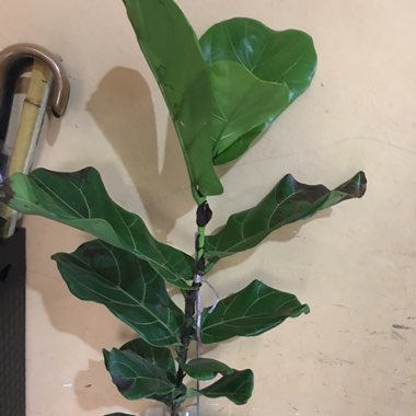 Fiddle Leaf Fig