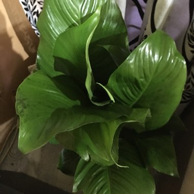 Peace Lily