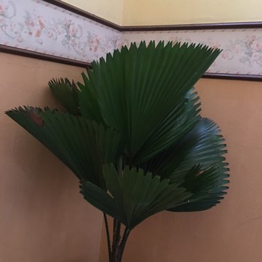 Guadeloupe Palm