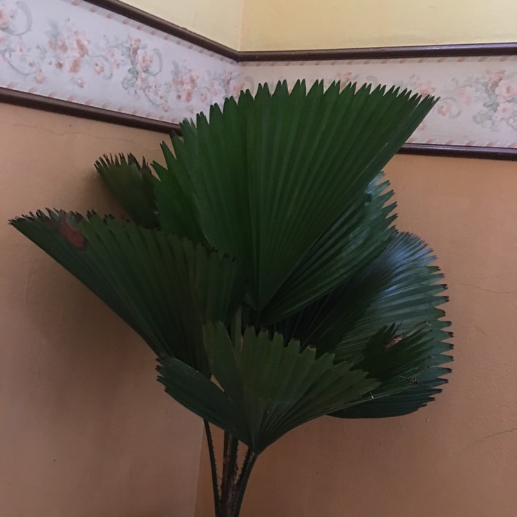 Plant image Brahea edulis