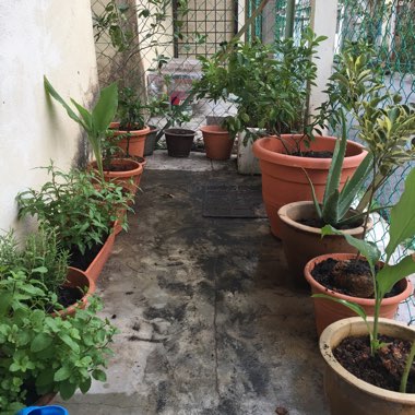 Siti Nabilah's garden