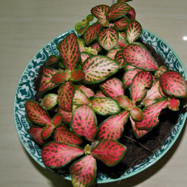 Nerve plant
