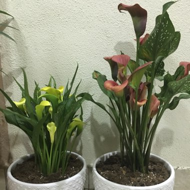 Calla Lily