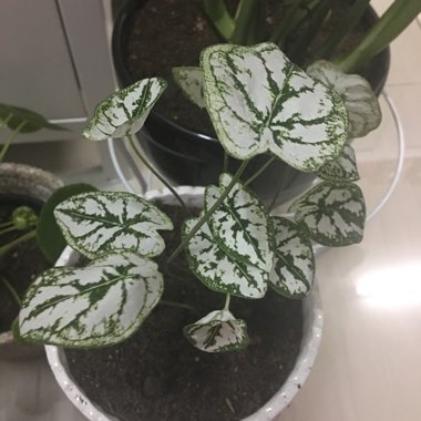 Elephant Ear 'Mini White'