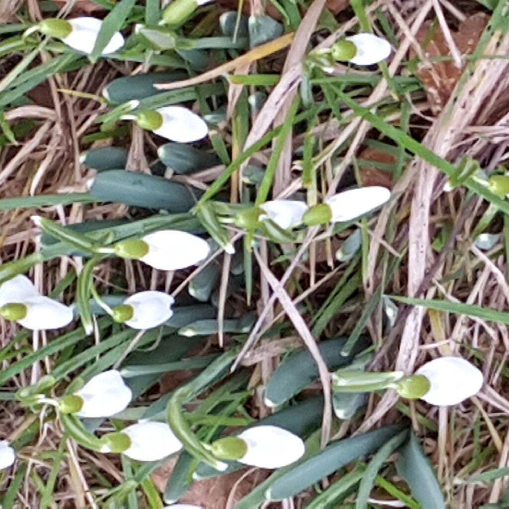 Snowdrop 'Magnet'