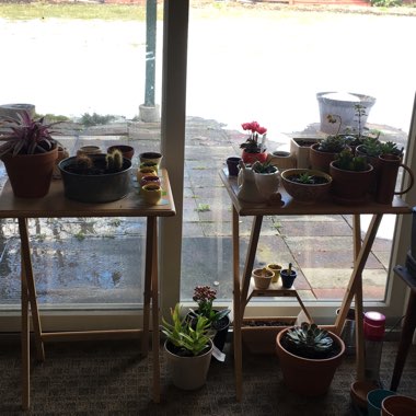 Sam's garden