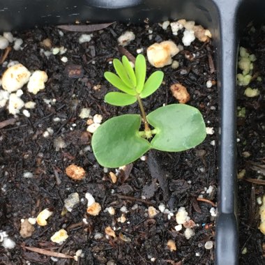Sensitive Plant