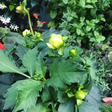 Charlotte's garden