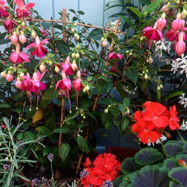 Charlotte's garden