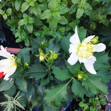 Charlotte's garden