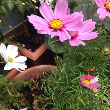 Charlotte's garden