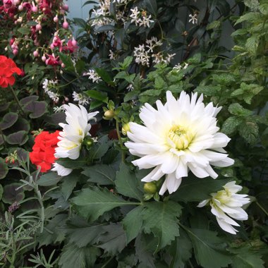 Charlotte's garden