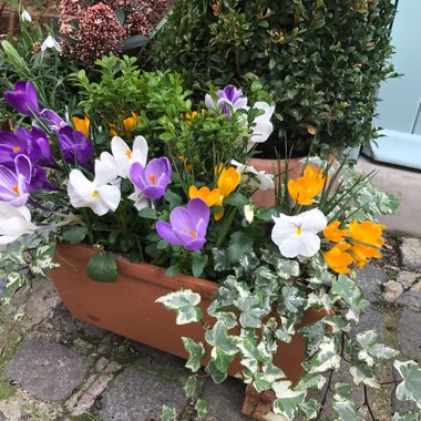 Charlotte's garden