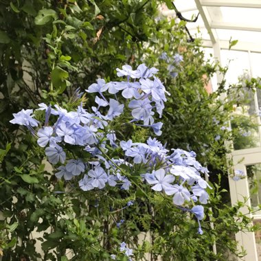Charlotte's garden