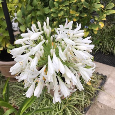 African Lily 'Albiflorus'