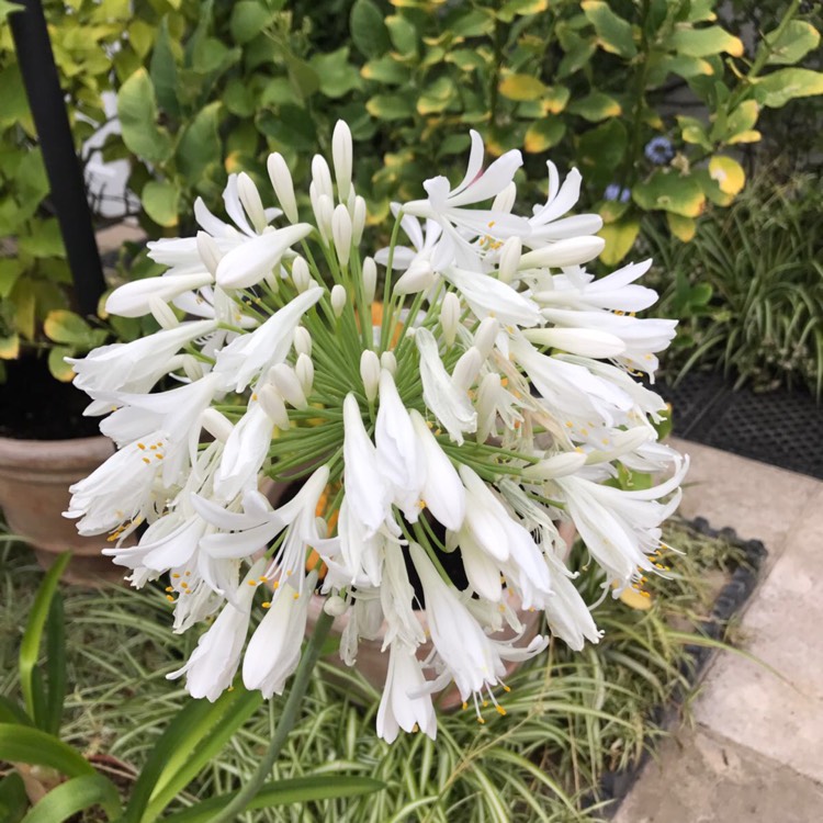 Plant image Agapanthus praecox 'Albiflorus' syn. Agapanthus umbellatus 'Albus'