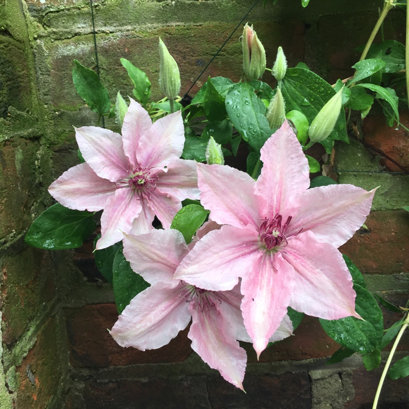 Clematis 'Pink Fantasy'