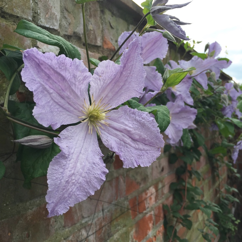 Plant image Clematis 'Blue Angel'
