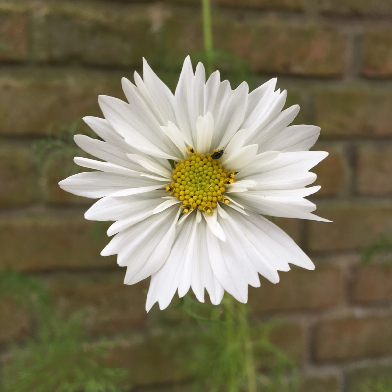 Plant image Cosmos Bipinnatus 'Cupcake'