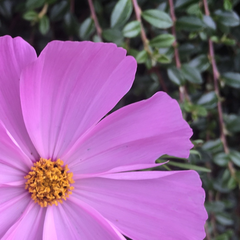 Cosmea 'Sonata Pink Blush'
