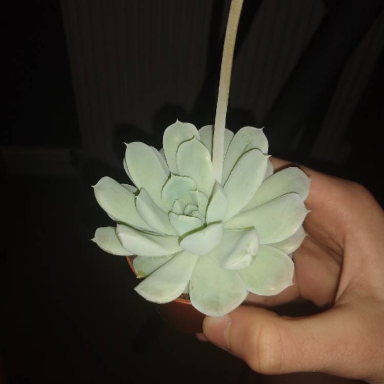 plant image 1079913