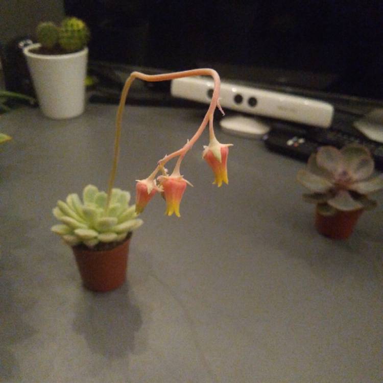 plant image 1079915