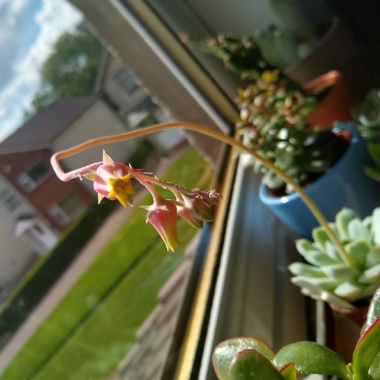 plant image 1081182