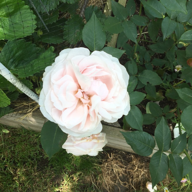 Plant image Rosa 'Souvenir de la Malmaison'