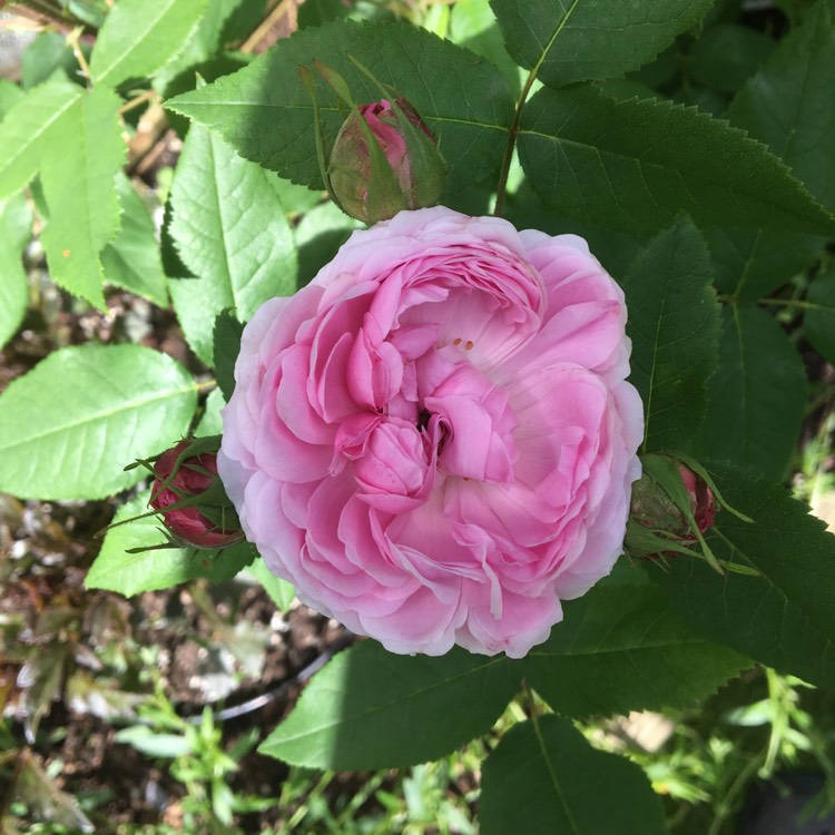 Plant image Rosa 'Marchesa Boccella' syn. Rosa 'Jacques Cartier', Rosa 'Marquise Boccella'