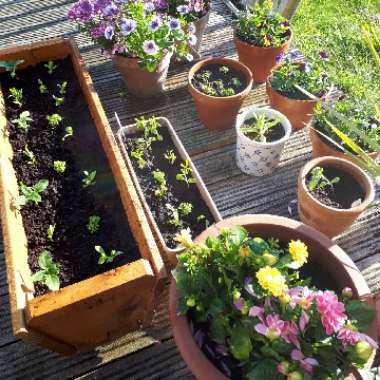 Ben's garden