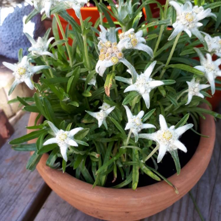 plant image 767790