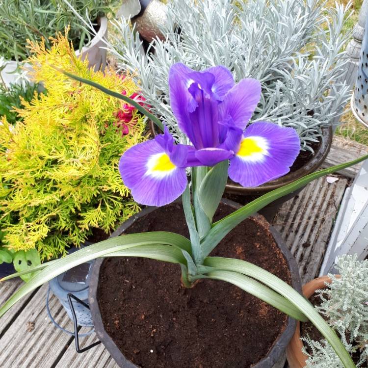 Plant image Iris ensata 'Walk in Beauty'