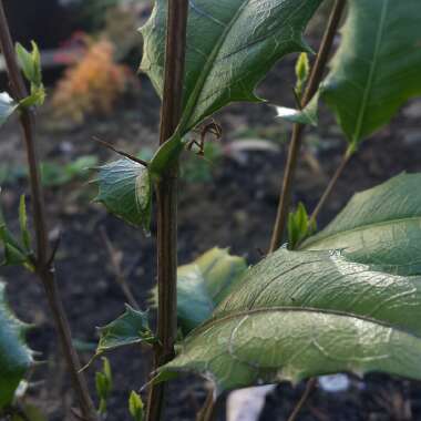 Graptophyllum Ilicifolium
