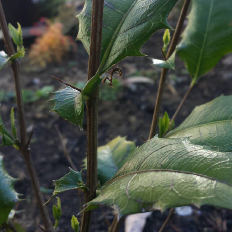 Plant image Graptophyllum Ilicifolium