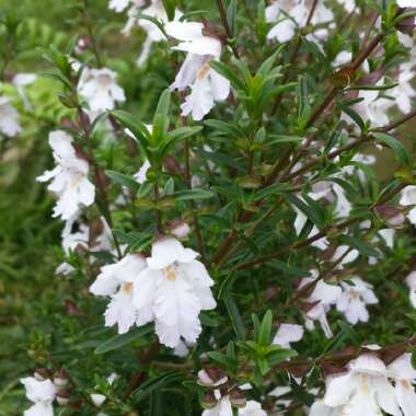 Mint Bush 'Poorinda Ballerina'