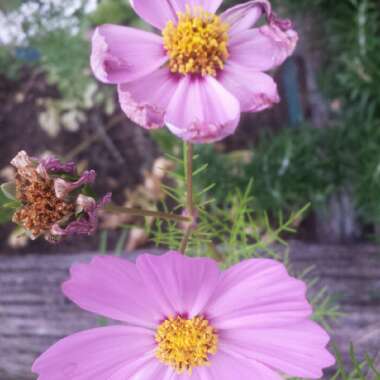 Cosmea