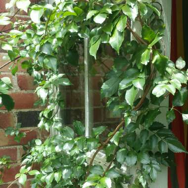 Ben's garden