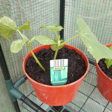 West Indian Gherkin
