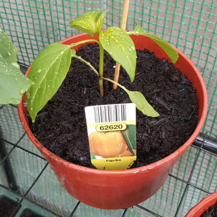 plant image 379389