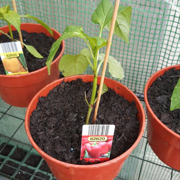 plant image 379391