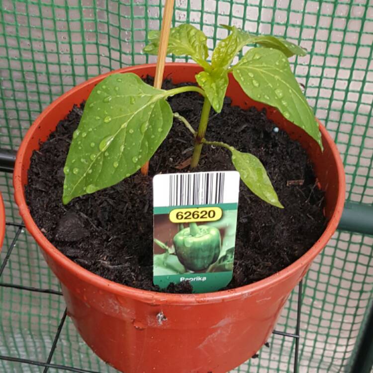 plant image 379395