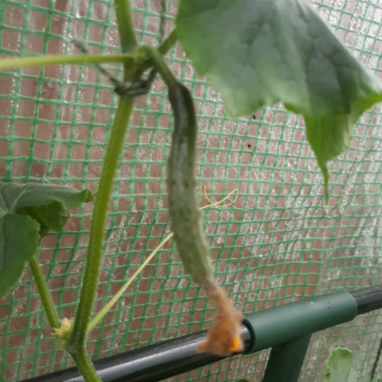 plant image 449629
